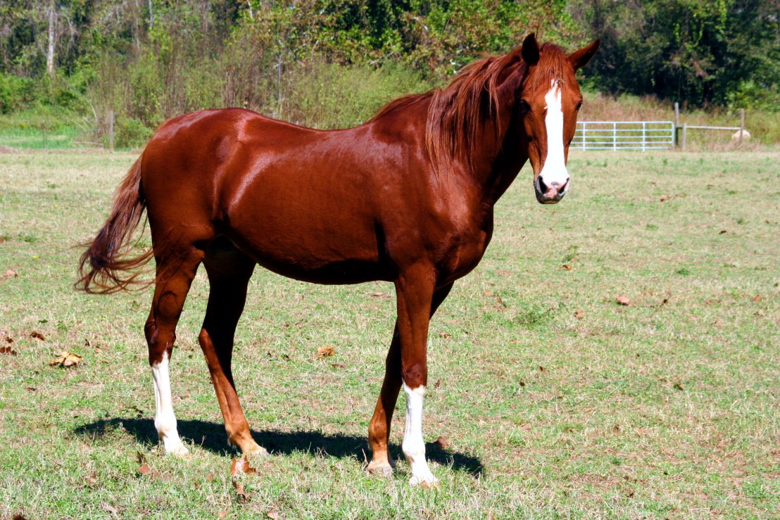 horse-in-farm-wide-hd-wallpapers