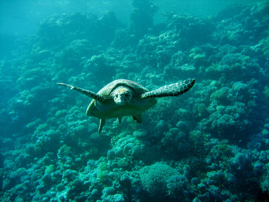 Caretta Schildkröte