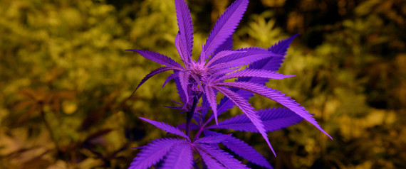 Marijuana Dispensary Prepares for Recreational Sales