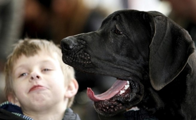 655-402-dzhordzh-e-ot-porodata-nemski-dog