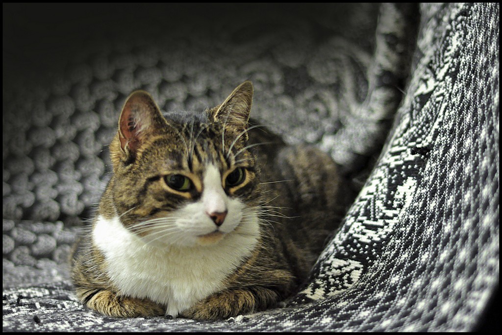 chat