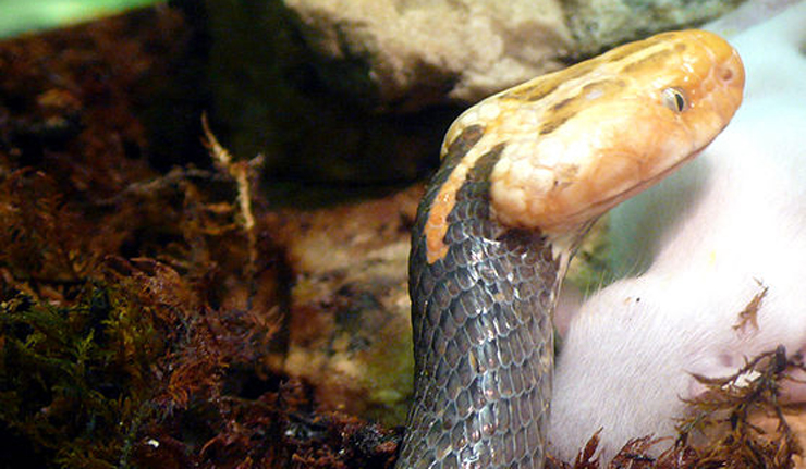 564px-Azemiops_feae