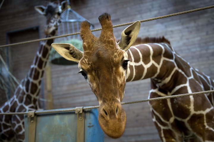 DENMARK-ANIMAL-GIRAFFE-OFFBEAT