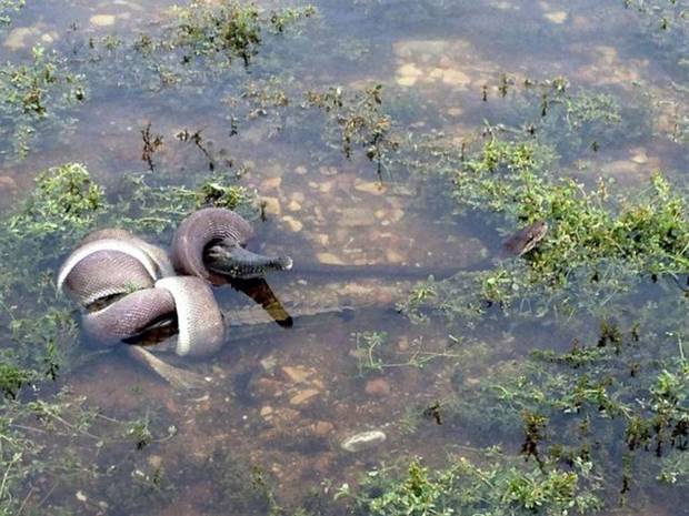 snake-crocodile-aus