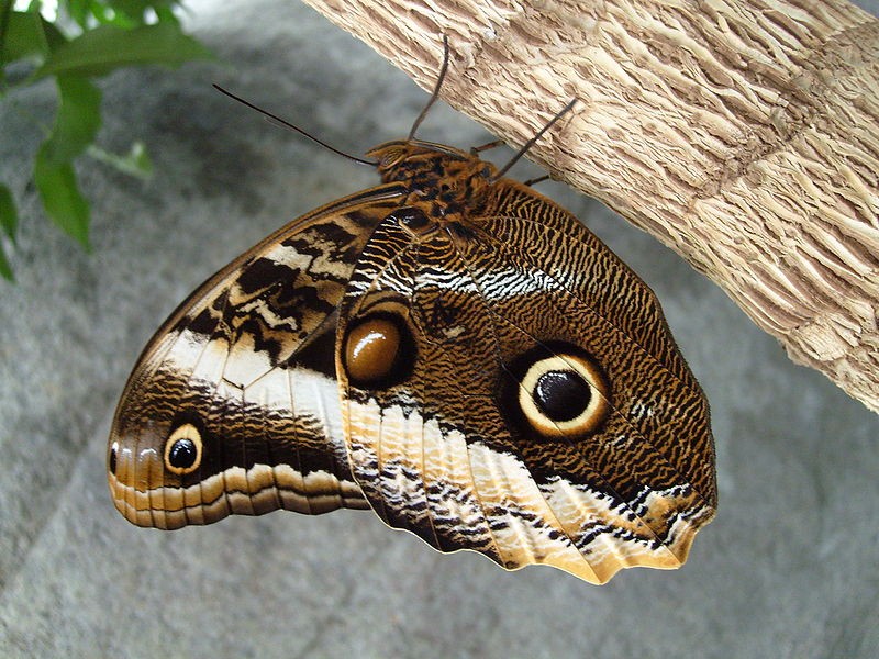 800px-Caligo-3