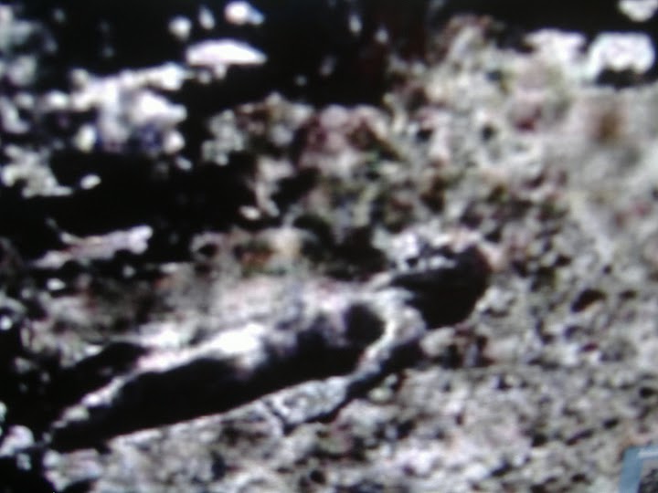 roswell-alien-dead