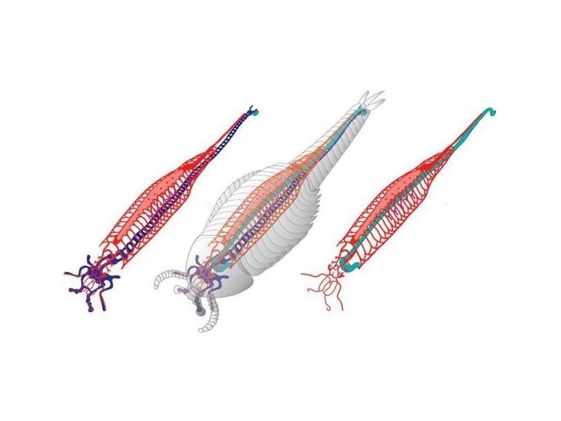 ps_fuxianhuia_protensa_1396878200