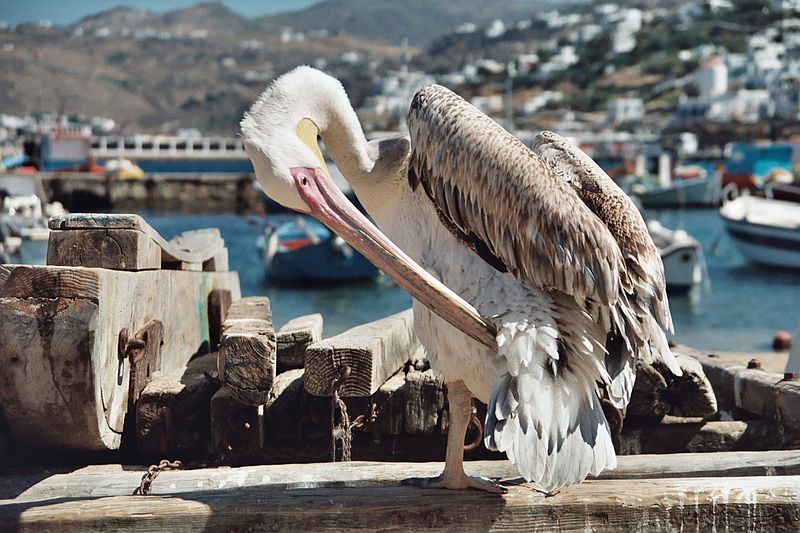 800px-Mykonos_Pelican