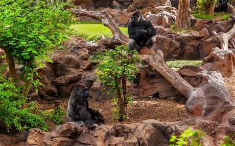 gorillas-tenerife_2932104c