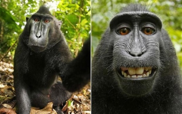 monkey