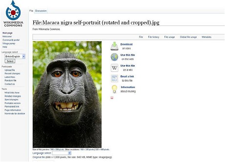 Monkey-selfie-_2998464c