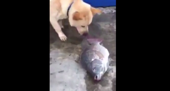 dog fish