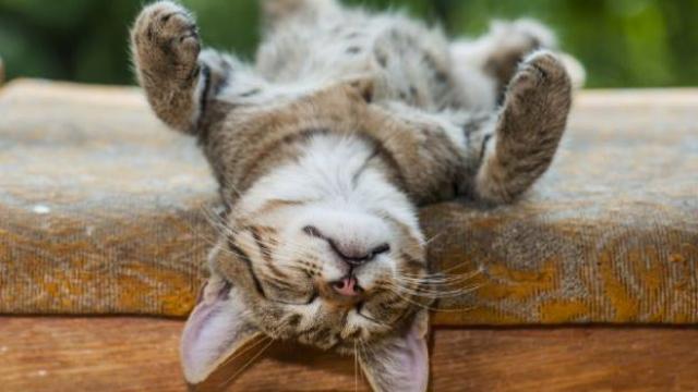 cat