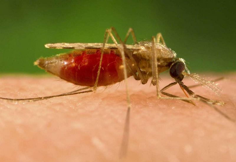 scary-diseases-mosquito