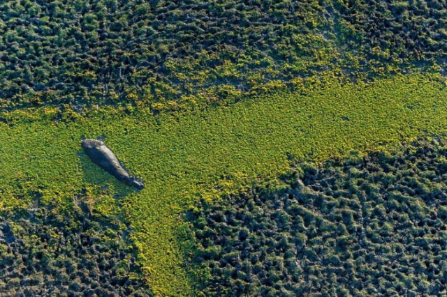 zambija-vodenkonj