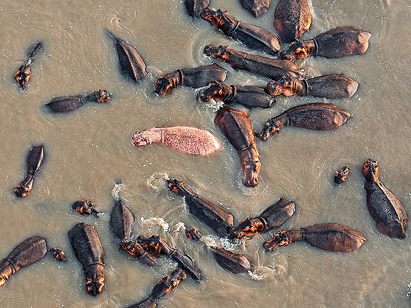 pink-hippo-1-600x450