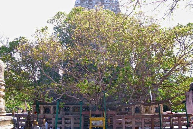 hramat mahabodi v indiq