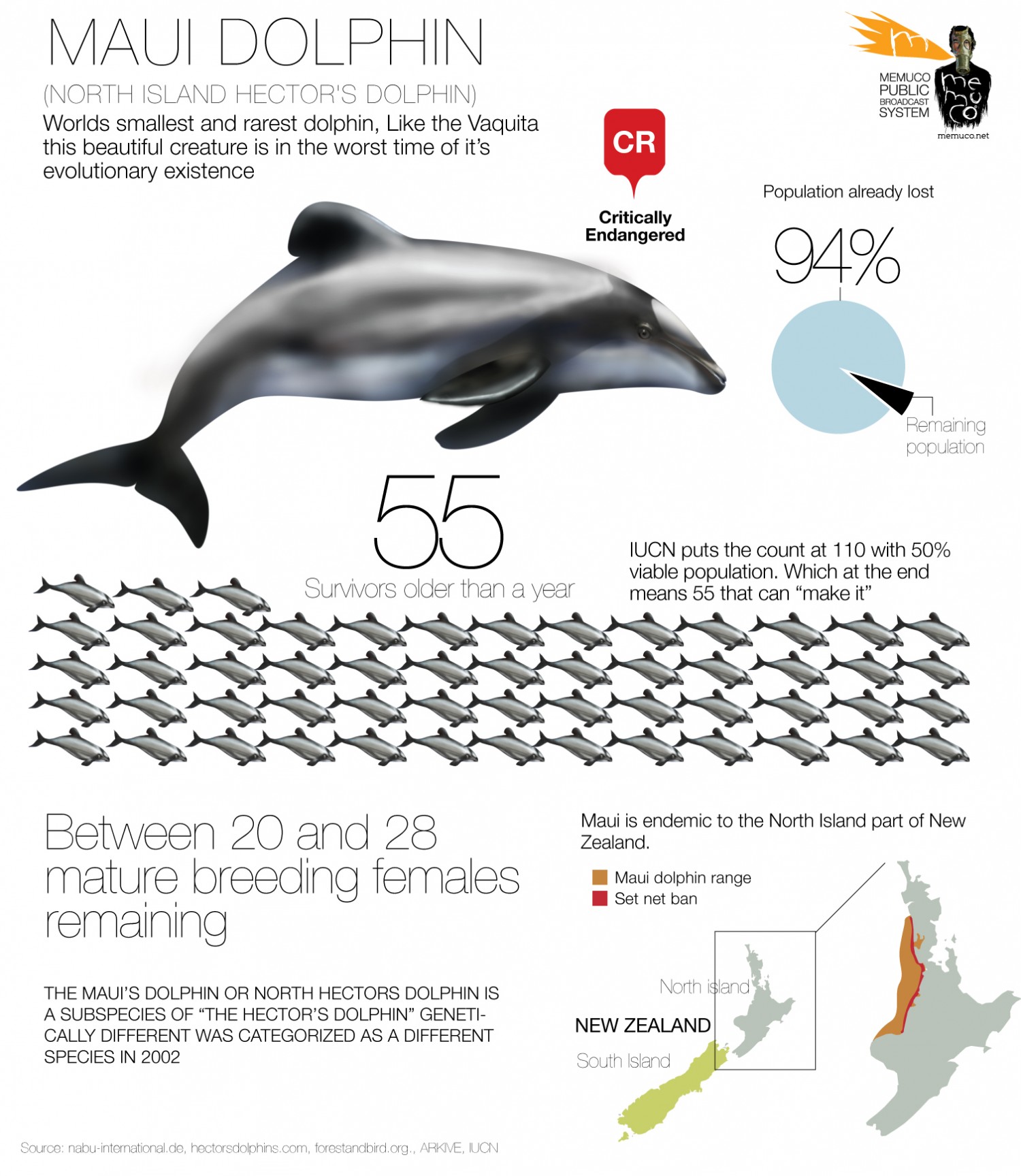 maui-dolphin_50c7495f69970_w1500