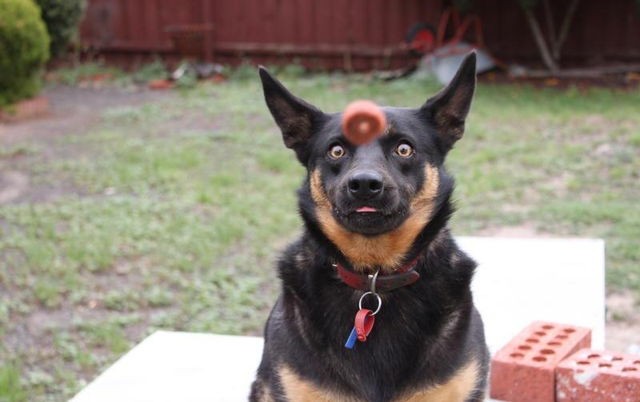 14_poor pup