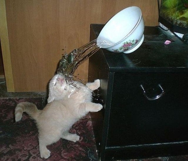 17_turtle getting its revenge