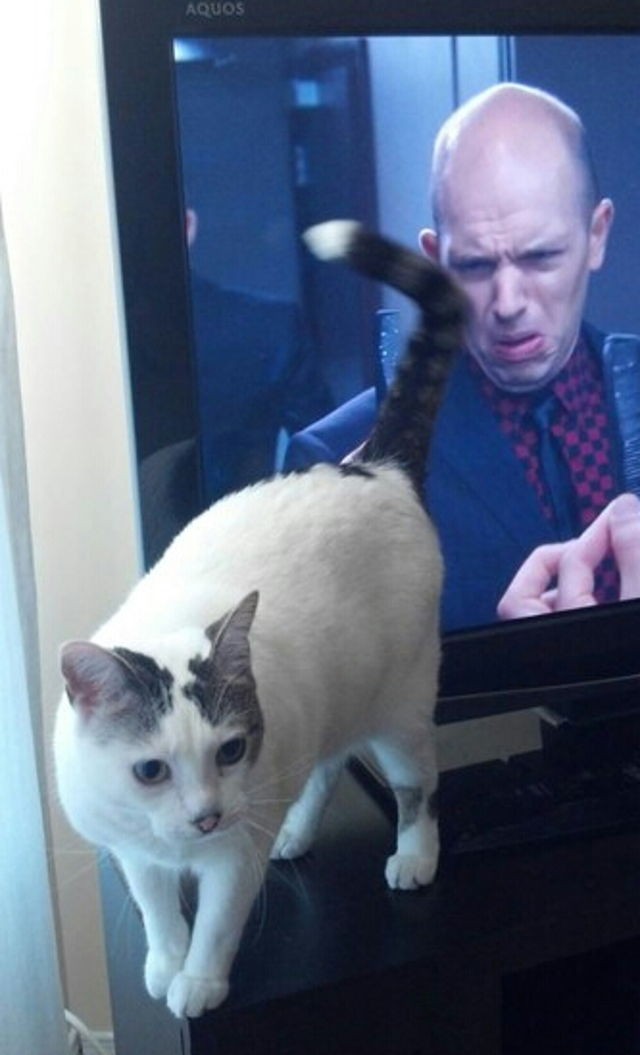22_reaction to a kitten's bum