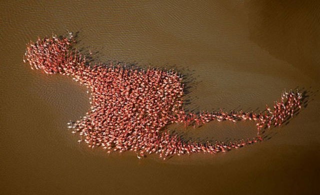 35_flamingo formation