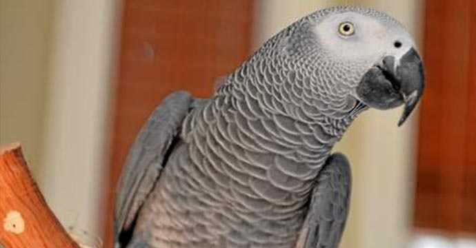 parrot
