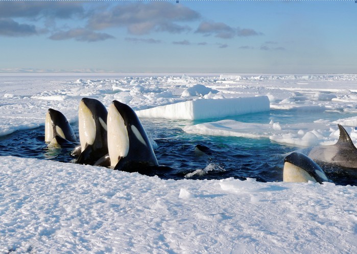 polar whales