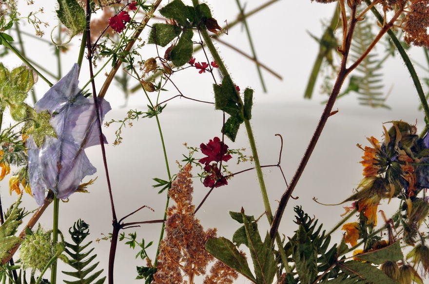 Spanish-Artist-Creates-Delicate-Pressed-Flower-Sculptures10__880