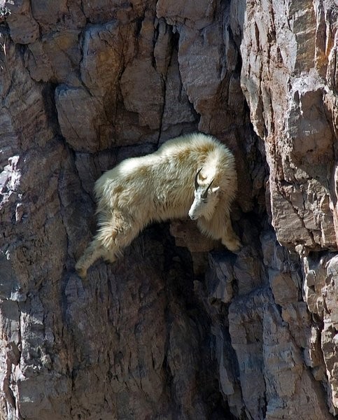 Goats3