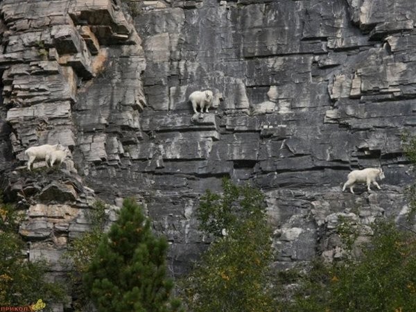 Goats5