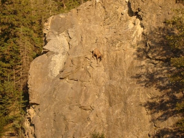 Goats8