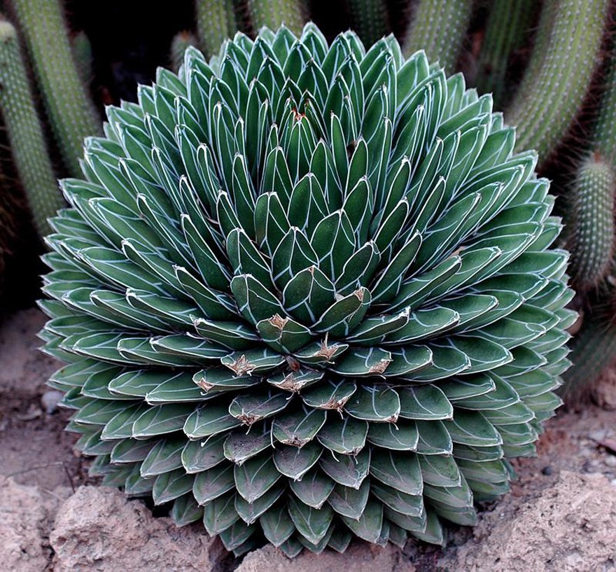 AGAVE-the-tequila-plant2__880