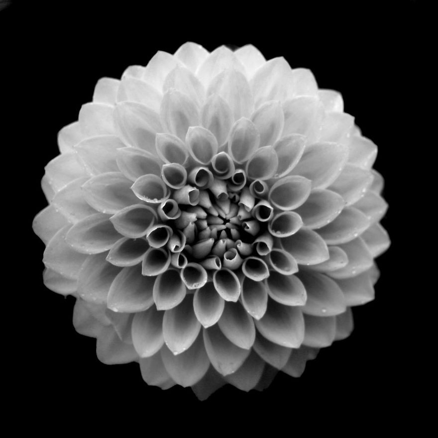 BWDahlia__880