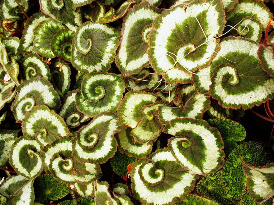 Perfect-Geometric-Patterns-In-Nature10__880