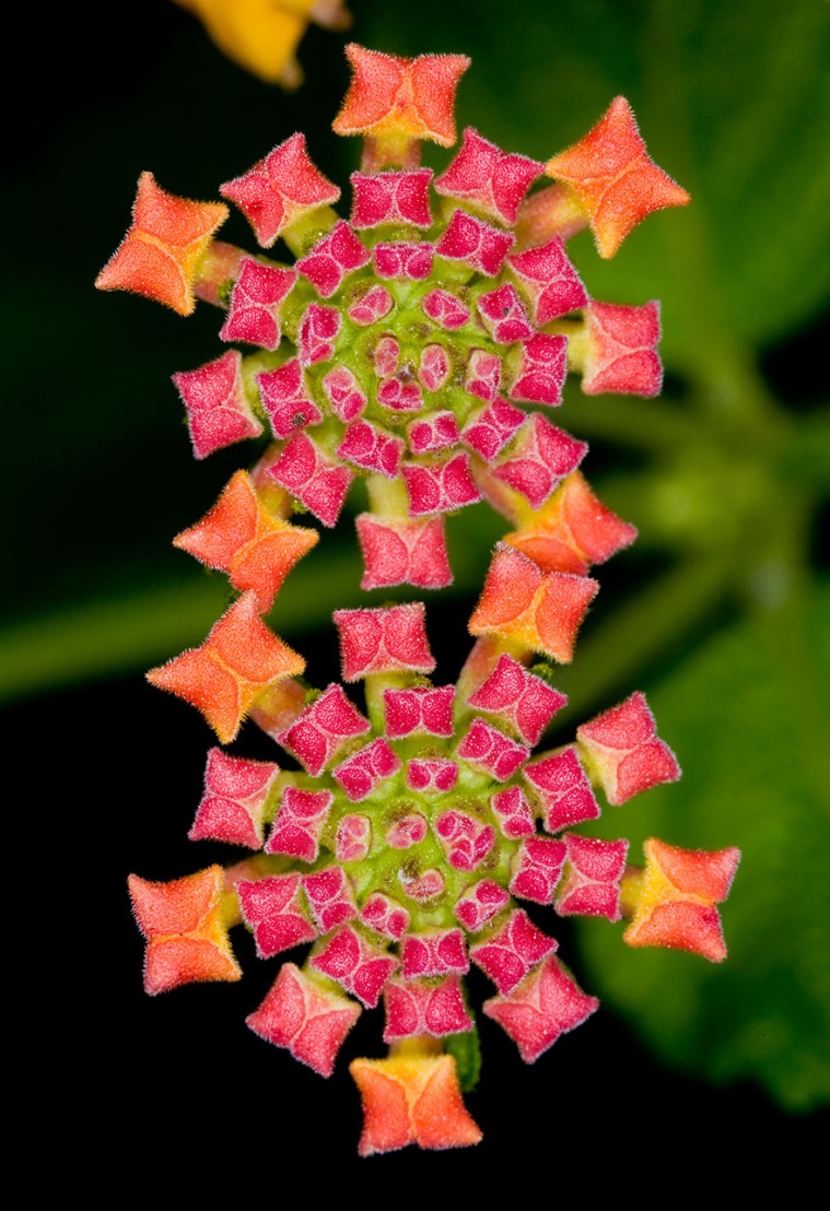Perfect-Geometric-Patterns-In-Nature16__880