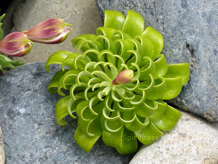 Perfect-Geometric-Patterns-In-Nature18__880