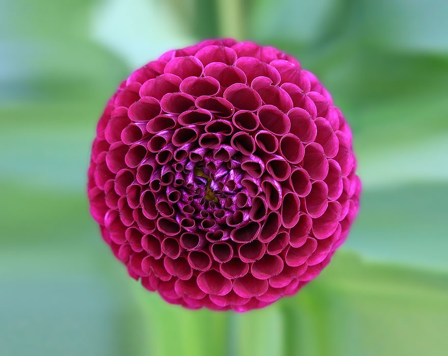 Perfect-Geometric-Patterns-In-Nature2__880