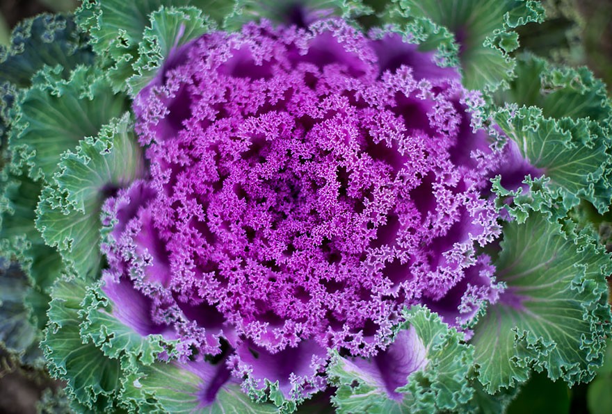 Perfect-Geometric-Patterns-In-Nature5__880