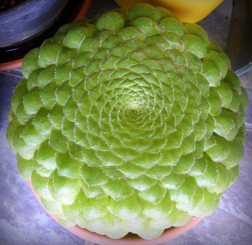 perfect-geometric-patterns-in-nature-20__880
