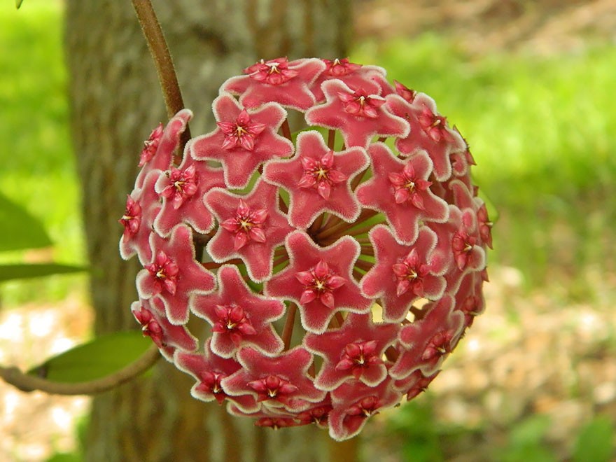 perfect-geometric-patterns-in-nature-24__880