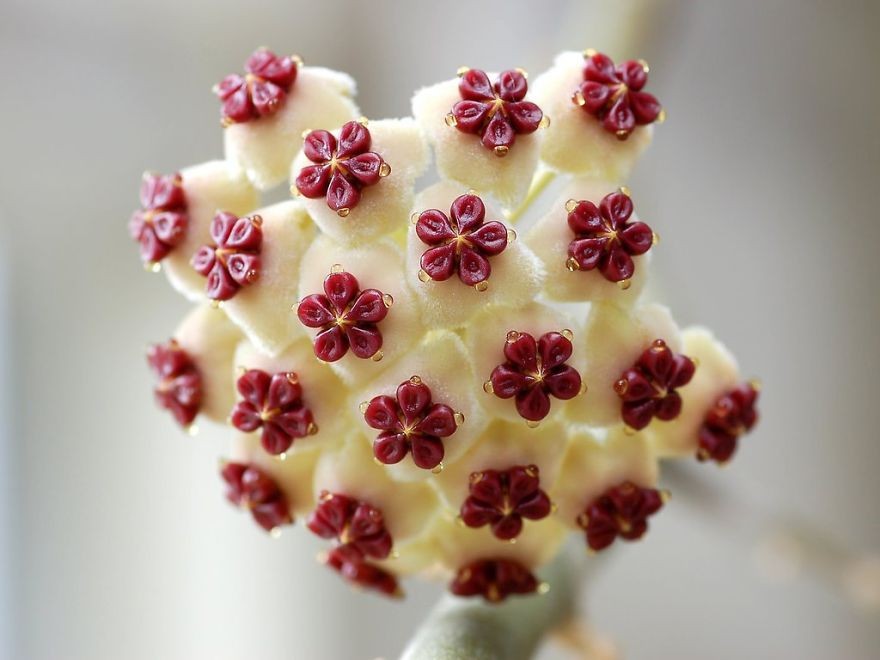 perfect-geometric-patterns-in-nature-28__880