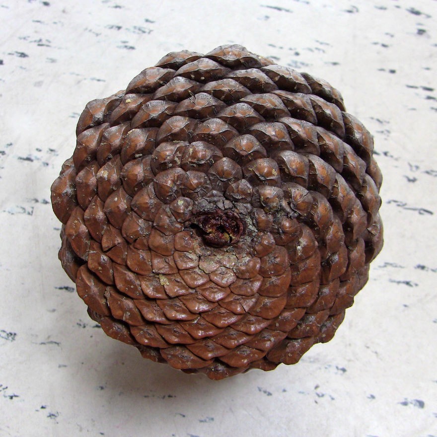 pinecone__880