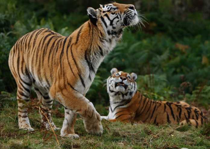 Факт е че в САЩ има два пъти повече тигри