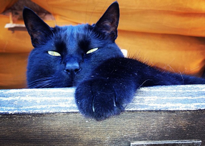 котка