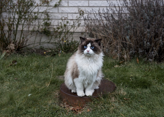 котка