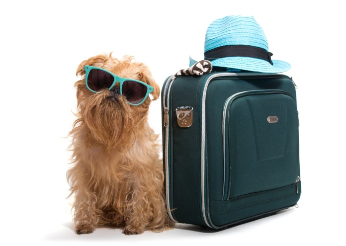 Dog traveler