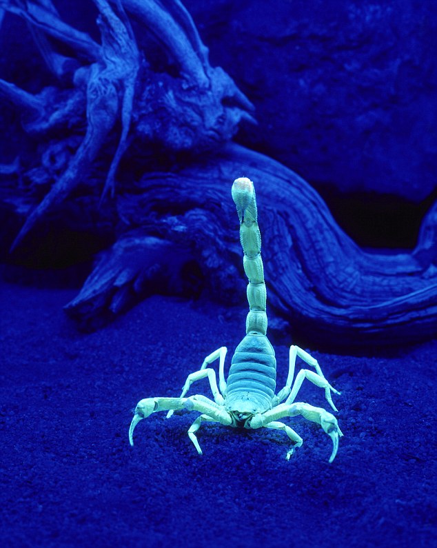  Scorpion (Hadruus arizonensis) under a black light. Image shot 2004. Exact date unknown. 