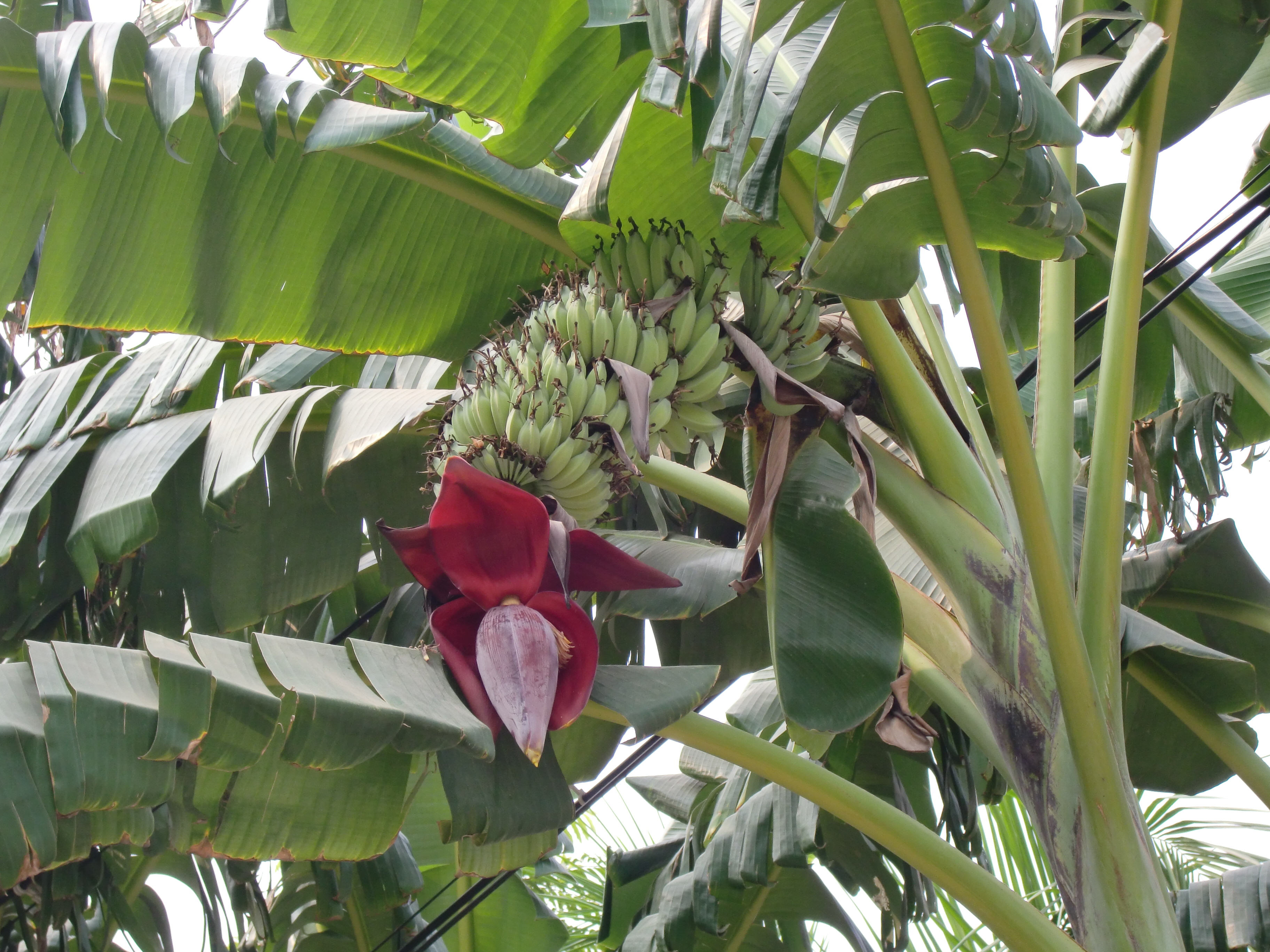  Musa_acuminata_in_india01 