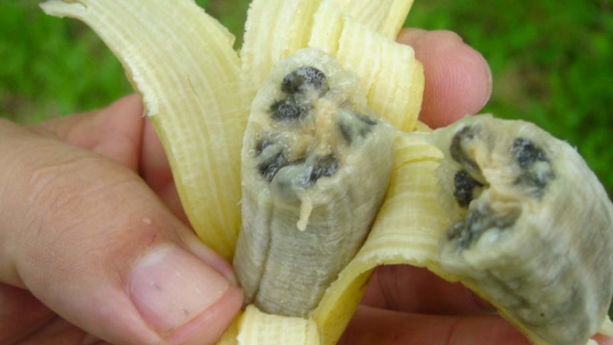  banana disease 1 